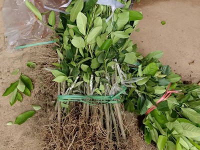 基地批发柠檬树苗四季结果广东香水柠檬苗台湾香水柠檬嫁接果树苗图3