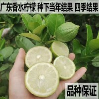 基地批发柠檬树苗四季结果广东香水柠檬苗台湾香水柠檬嫁接果树苗