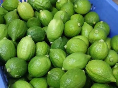 基地批发柠檬树苗四季结果广东香水柠檬苗台湾香水柠檬嫁接果树苗图5