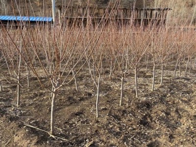 李子树苗3-4公分挂果树苗 庭荫树 南北方种植果树李子苗 基地供应图5