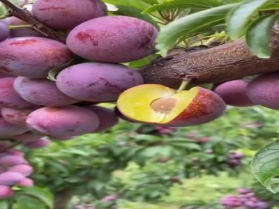 李子树苗3-4公分挂果树苗 庭荫树 南北方种植果树李子苗 基地供应图2