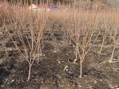 李子树苗3-4公分挂果树苗 庭荫树 南北方种植果树李子苗 基地供应图1
