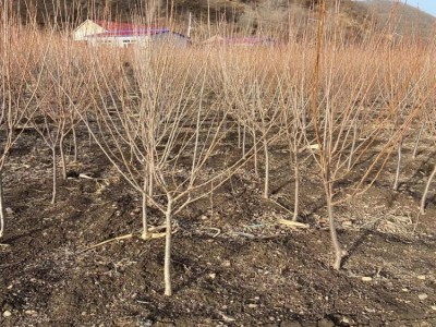 李子树苗3-4公分挂果树苗 庭荫树 南北方种植果树李子苗 基地供应图4