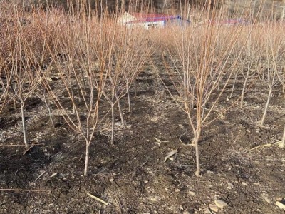 李子树苗3-4公分挂果树苗 庭荫树 南北方种植果树李子苗 基地供应图3