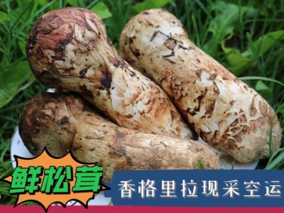 【新鲜松茸】包邮 云南特产香格里拉新鲜松茸现货特级松茸松口蘑图3