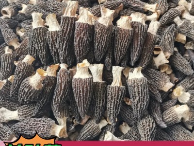 【羊肚菌】包邮 新货头茬厚肉羊肚菌云南特产剪柄干货 一件代发图4