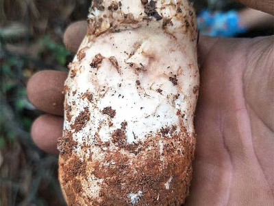 云南特产野生松茸鲜 香格里拉新鲜松茸菌 湿松茸 蘑菇菌菇2斤包邮图3