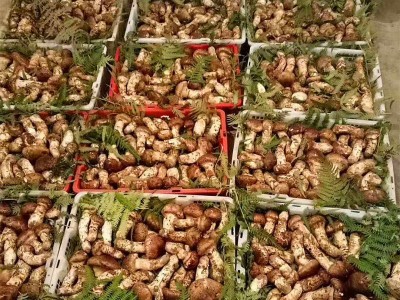 云南特产野生松茸鲜 香格里拉新鲜松茸菌 湿松茸 蘑菇菌菇2斤包邮图2