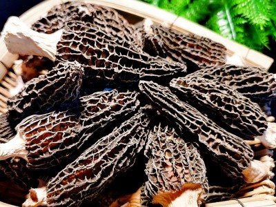 剪柄羊肚菌干货2斤 云南高原特产农产品 大货批发南北干货 汤料包图3