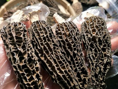 剪柄羊肚菌干货2斤 云南高原特产农产品 大货批发南北干货 汤料包图5
