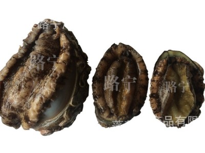 供应山东长岛野生 鲜活鲍鱼 酒店档口批发海产鲜货 一手货源图2