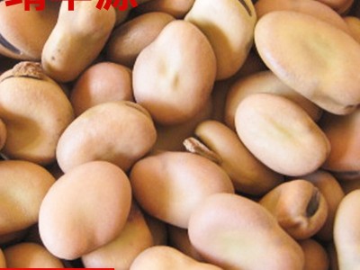 利源美味生蚕豆批发 农场甘肃农家炒货特色蔬菜蚕豆图2