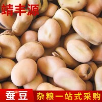 利源美味生蚕豆批发 农场甘肃农家炒货特色蔬菜蚕豆