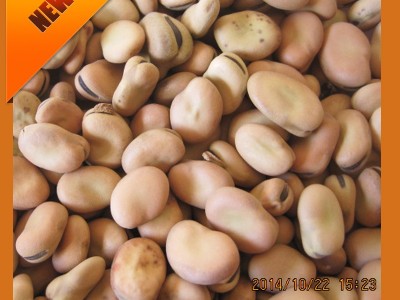 利源美味生蚕豆批发 农场甘肃农家炒货特色蔬菜蚕豆图3
