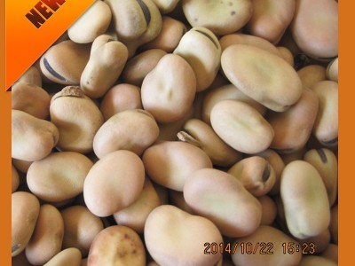 利源美味生蚕豆批发 农场甘肃农家炒货特色蔬菜蚕豆图4