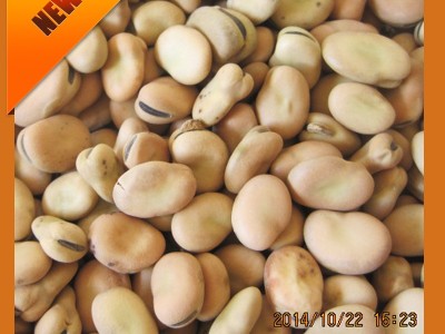 利源美味生蚕豆批发 农场甘肃农家炒货特色蔬菜蚕豆图5
