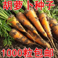 溢芳种业出售蔬菜瓜果籽胡萝卜种子又称红萝卜或甘荀四季可播