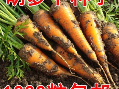 溢芳种业出售蔬菜瓜果籽胡萝卜种子又称红萝卜或甘荀四季可播图4