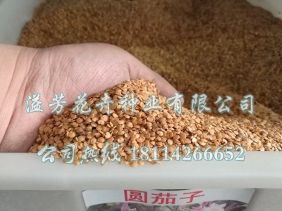 紫长茄子种子四季圆头茄庭院园艺阳台盆栽蔬菜种子易种包邮图3