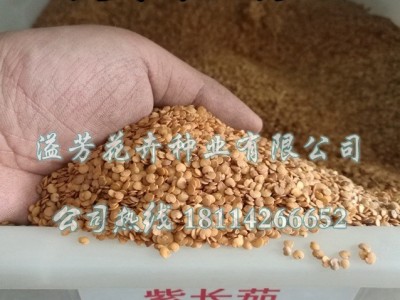 紫长茄子种子四季圆头茄庭院园艺阳台盆栽蔬菜种子易种包邮图4