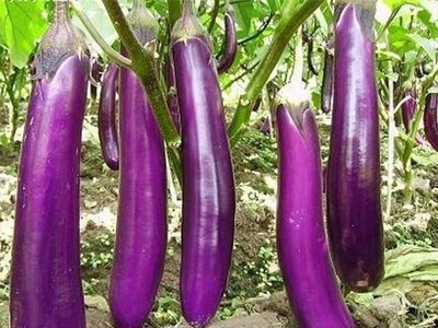 紫长茄子种子四季圆头茄庭院园艺阳台盆栽蔬菜种子易种包邮图2
