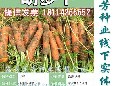 老品种红胡萝卜种子家庭菜园盆栽种蔬菜瓜果籽红萝卜甘荀四季可播图5