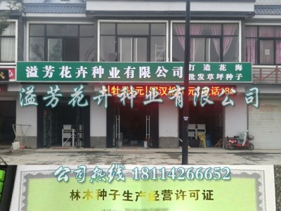 老品种香菜种子耐热晚抽薹老芫荽种子老香菜 家庭阳台小菜园种子图2