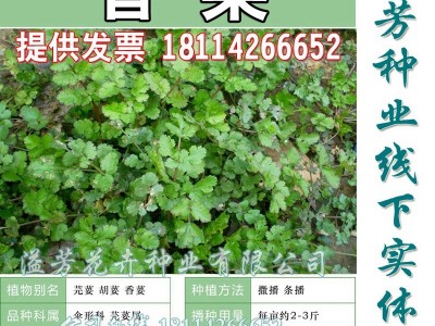 老品种香菜种子耐热晚抽薹老芫荽种子老香菜 家庭阳台小菜园种子图5