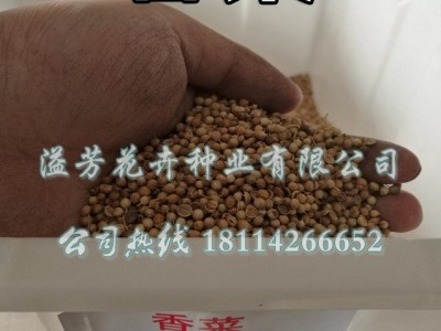 老品种香菜种子耐热晚抽薹老芫荽种子老香菜 家庭阳台小菜园种子图4
