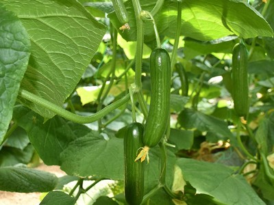 无刺水果黄瓜种子 荷兰水果黄瓜种籽 小黄瓜乳瓜子种蔬菜种孑图3