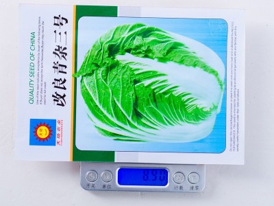 改良青杂三号大白菜种子 优质秋播蔬菜种子 结球性强中熟抗病好种图3