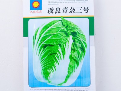改良青杂三号大白菜种子 优质秋播蔬菜种子 结球性强中熟抗病好种图5