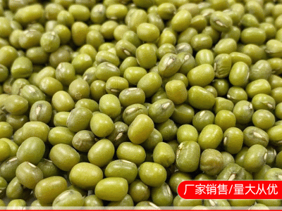 东北绿豆 磨粉绿豆 油绿豆 现货批发图2