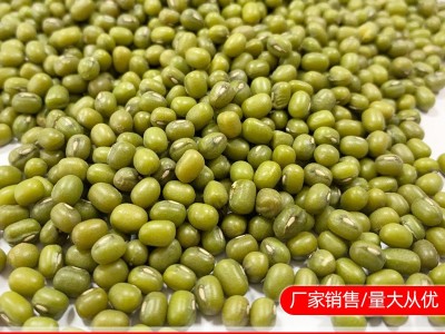 东北绿豆 磨粉绿豆 油绿豆 现货批发图4