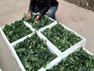 苗圃基地批发章姬草莓苗 果实整齐大量冷冻发货章姬多品种草莓苗图2