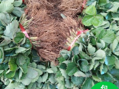 苗圃基地批发章姬草莓苗 果实整齐大量冷冻发货章姬多品种草莓苗图1