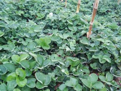 苗圃基地批发章姬草莓苗 果实整齐大量冷冻发货章姬多品种草莓苗图3