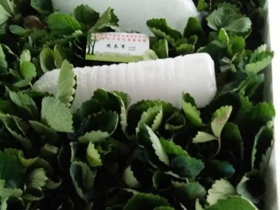 苗圃基地批发章姬草莓苗 果实整齐大量冷冻发货章姬多品种草莓苗图5