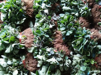 苗圃基地批发章姬草莓苗 果实整齐大量冷冻发货章姬多品种草莓苗图4