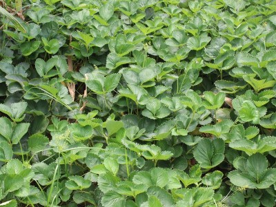 苗圃销售 草莓苗 抗毒性草莓苗 章姬草莓苗图2