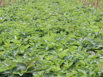 苗圃销售 草莓苗 抗毒性草莓苗 章姬草莓苗图4