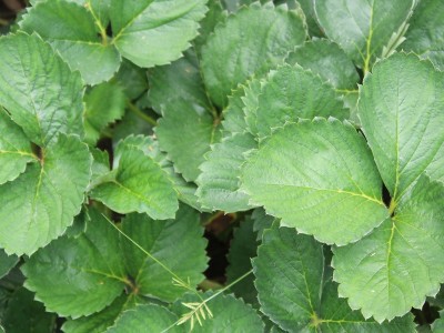 苗圃销售 草莓苗 抗毒性草莓苗 章姬草莓苗图5