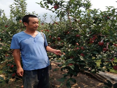 矮化苹果苗 苹果苗种植基地 泉盛苗圃大量批发优质矮化苹果苗图3