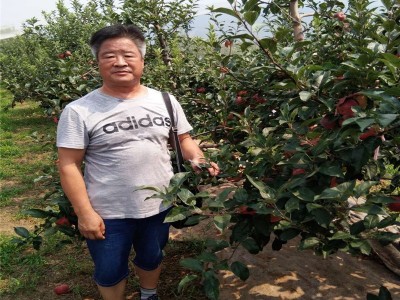 矮化苹果苗 苹果苗种植基地 泉盛苗圃大量批发优质矮化苹果苗图4