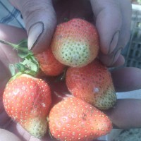 苗圃销售 草莓苗 抗毒性草莓苗 章姬草莓苗