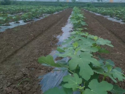 无花果树苗基地批发苗圃培育易土管活壮庭院盆栽现打折优惠挖新图2