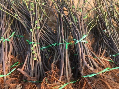 无花果树苗基地批发苗圃培育易土管活壮庭院盆栽现打折优惠挖新图3
