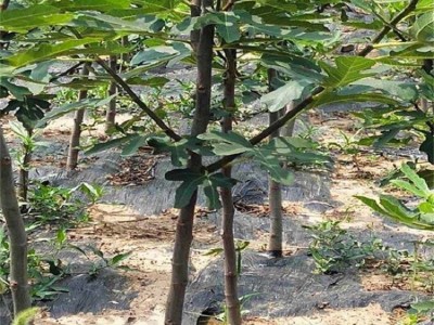 无花果树苗基地批发苗圃培育易土管活壮庭院盆栽现打折优惠挖新图5