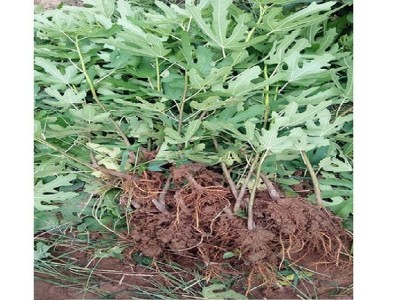 无花果树苗基地批发苗圃培育易土管活壮庭院盆栽现打折优惠挖新图4