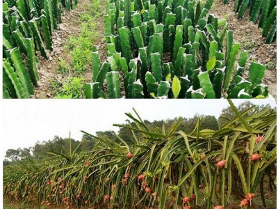 火龙果树苗基地大棚种植阳台红心白心盆栽开花量大批发打折活动图3
